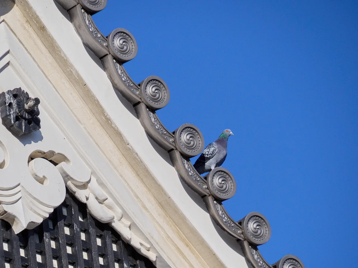 A feral pigeon perched on the decorative tile edging of the roof of Matsumoto Castle.