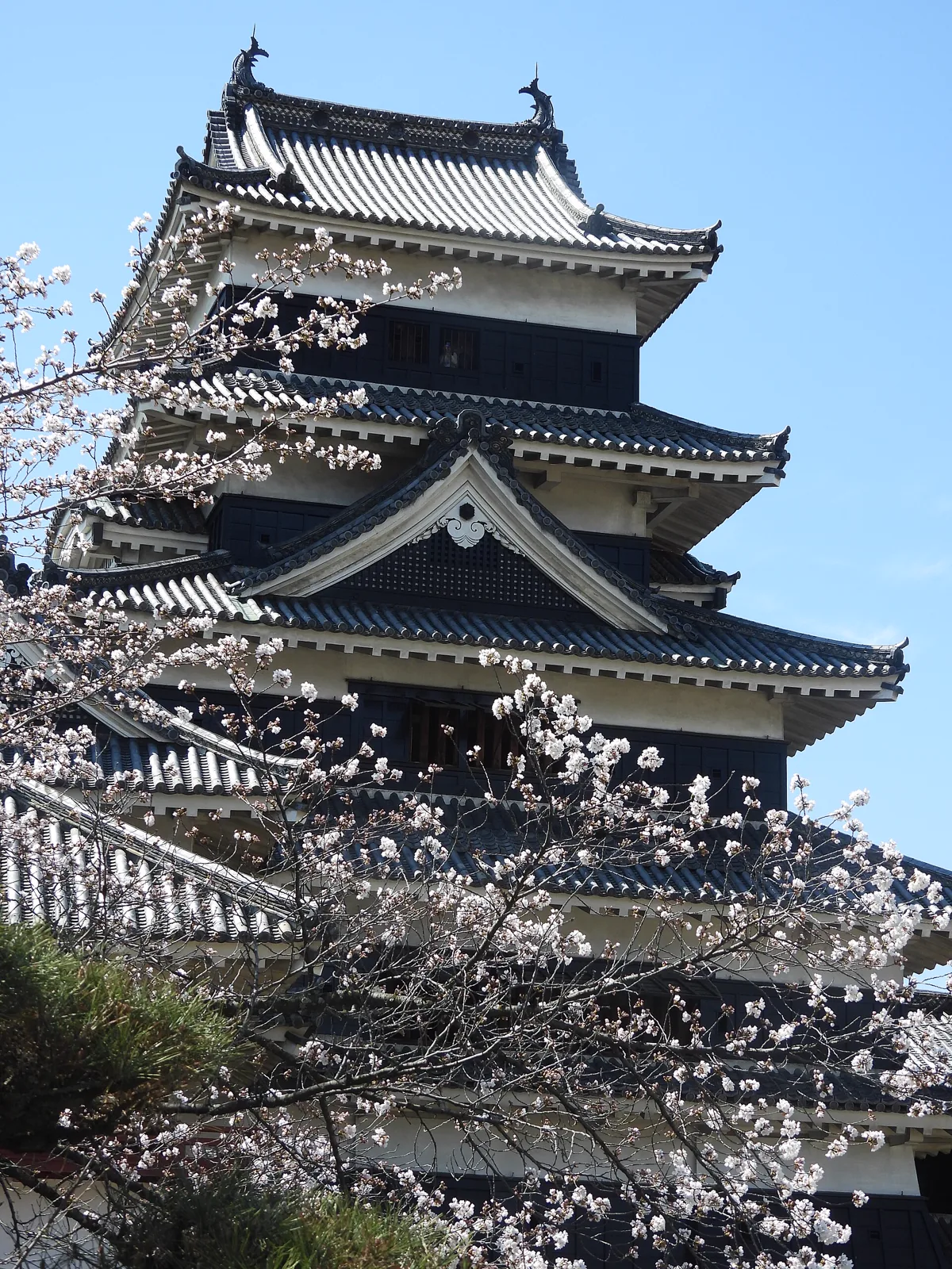 松本城と桜